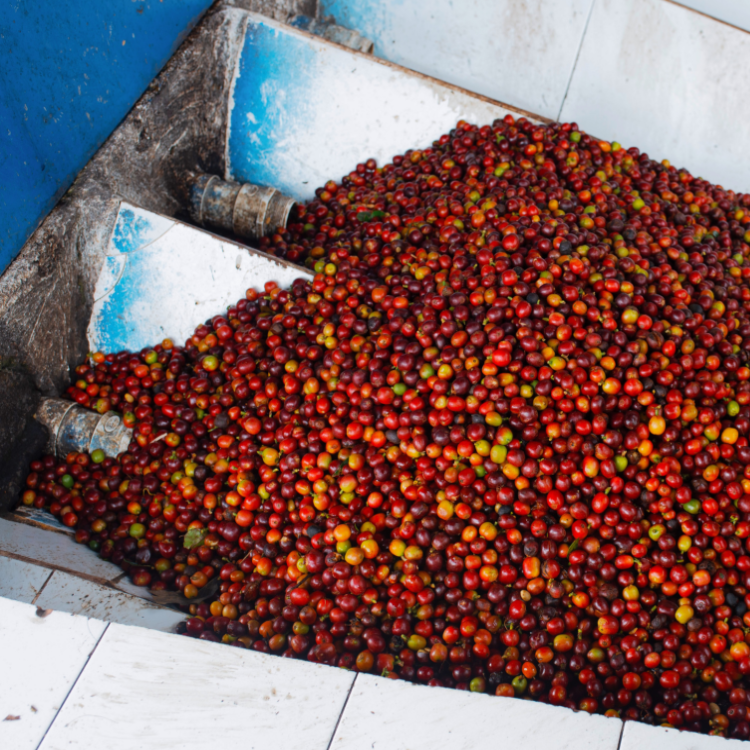 
                  
                    Colombia - Julio Madrid Caturra Nitro
                  
                